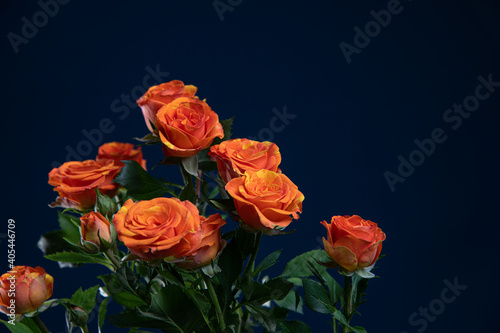 orange little roses