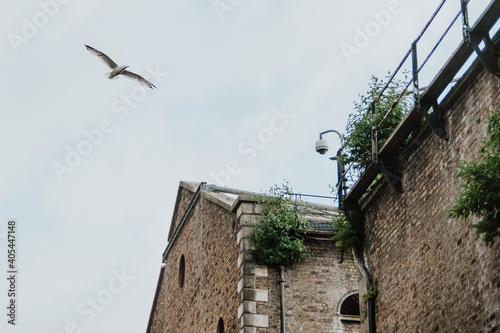 Gaviota volando en la costa del Rio Liffey en Dublin photo
