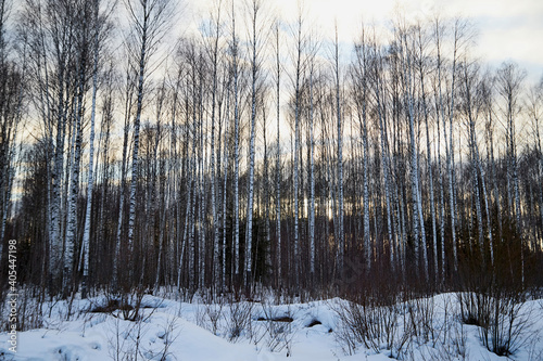 Winter landscape. Bare and bald trees in the forest and snow drifts © keleny