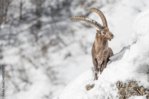 Alpine ibex male in the snow (Capra ibex) photo