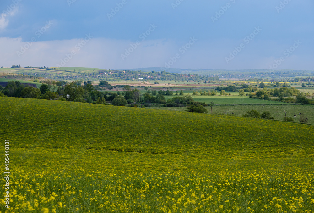 Fototapeta premium Spring countryside view with rapeseed yellow blooming fields, groves, hills. Ukraine, Lviv Region.