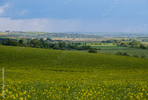 Spring countryside view with rapeseed yellow blooming fields, groves, hills. Ukraine, Lviv Region.