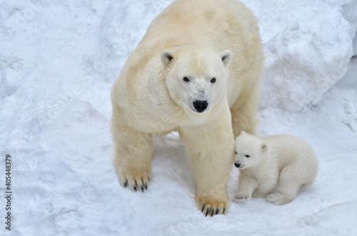 A polar bear with a bear cub.