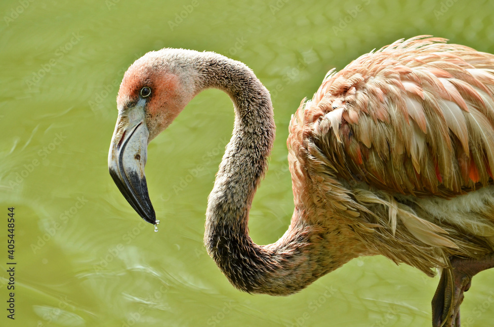 Fototapeta premium close up of a pink flamingo