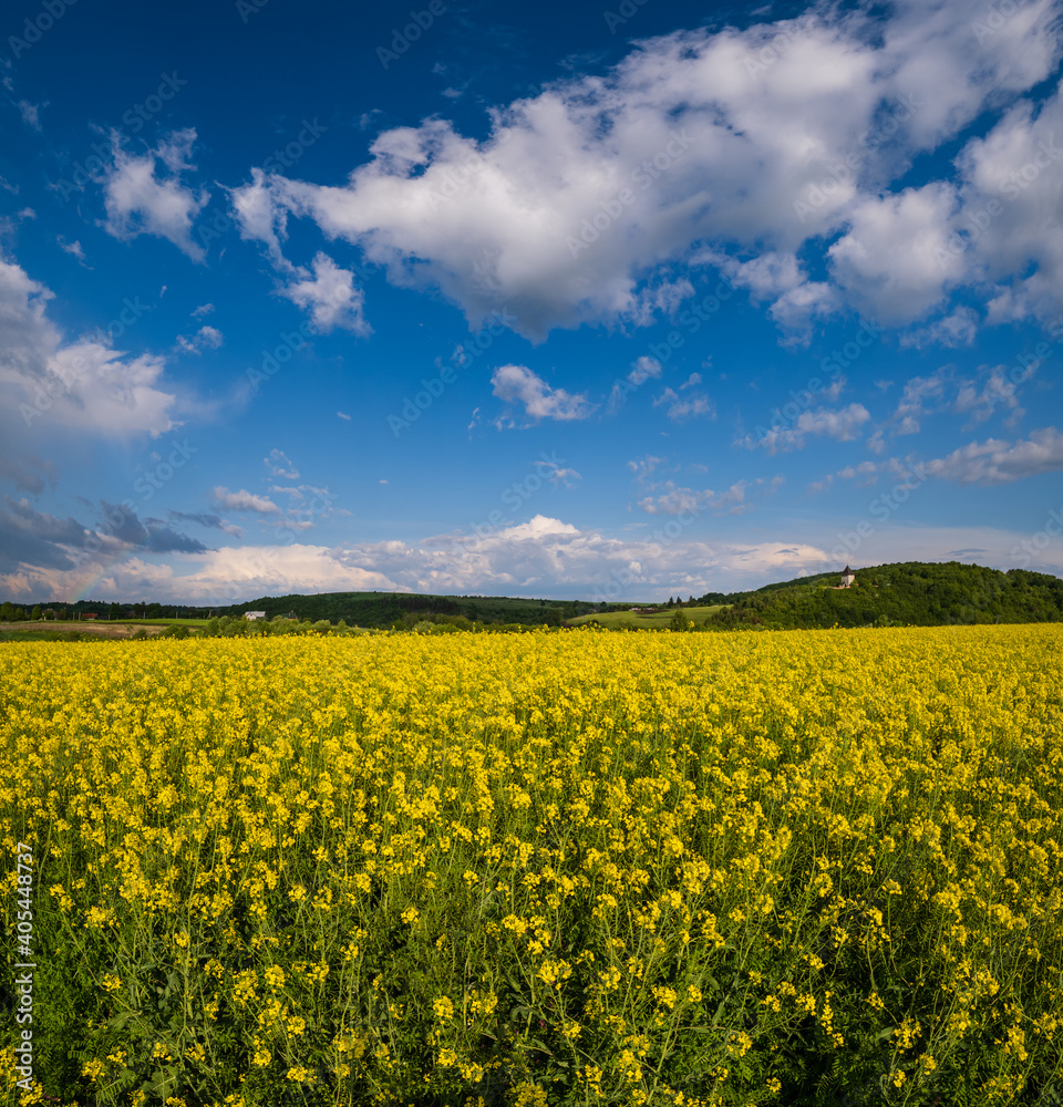 Spring rapeseed yellow blooming fields view, blue sky with clouds in sunlight. Pyatnychany tower (defense structure, 15th century) on far hill slope.