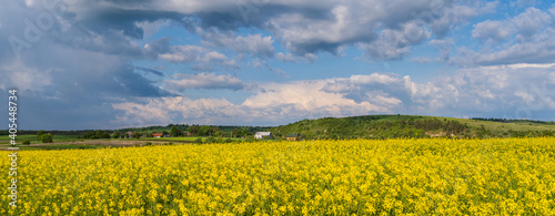 Spring rapeseed yellow blooming fields panoramic view, blue sky with clouds in sunlight. Natural seasonal, good weather, climate, eco, farming, countryside beauty concept.