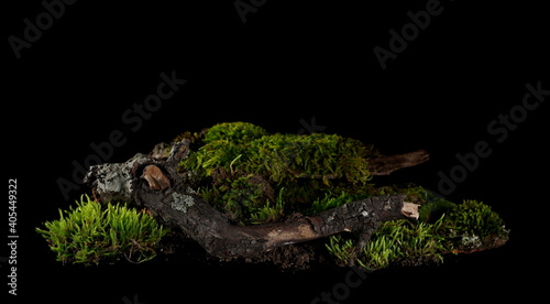 Fototapeta Naklejka Na Ścianę i Meble -  Green moss with twigs, tree barks isolated on black background, clipping path