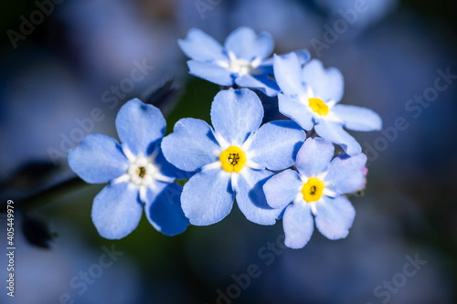 Beautiful shot of blue Scorpion grasses on a blurry background photo