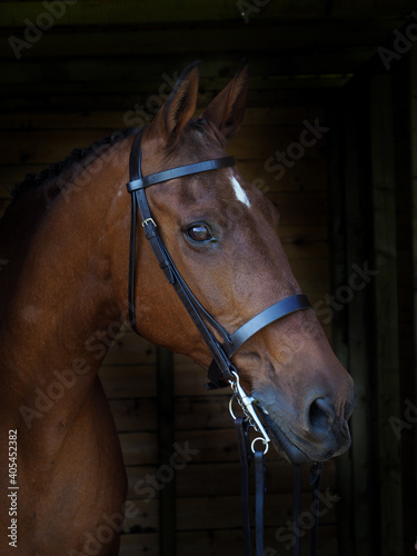 Bay Horse Headshot