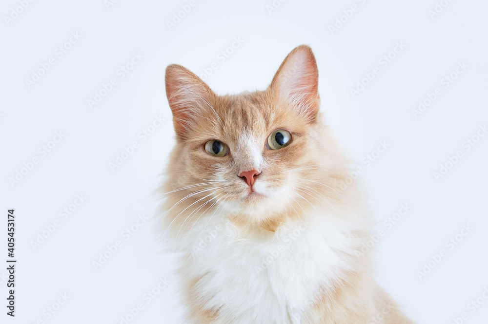 Portrait of beige cat. Look up. White background.