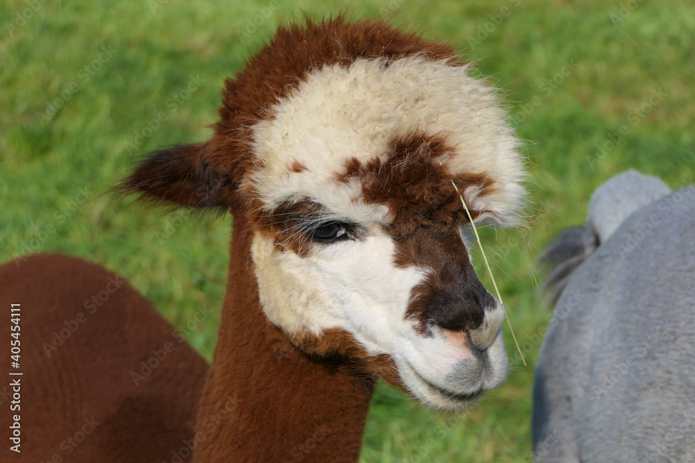 Naklejka premium Close up of head and neck of woolen white brown alpaca