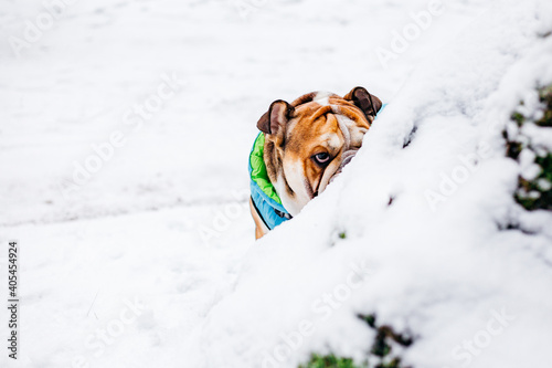 english bulldog playing in the snow