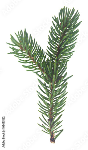 Green branch of a Christmas tree isolated on a white background.