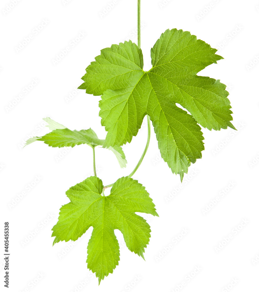Green leaves of grapes isolated on white. Green leaves of grapes isolated on white.