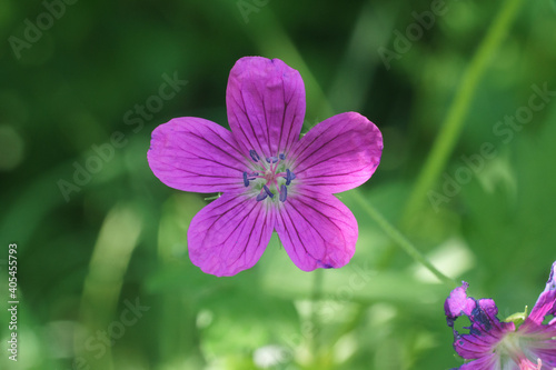 Purple five-petal flower on green background