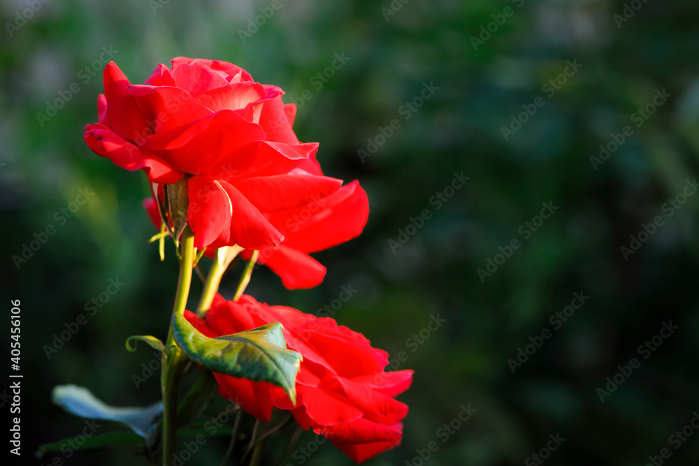 Red rose flower background. Red roses on a bush in the garden. Red rose flower on a dark green blurred background of leaves. Red rose, black magic. close-up Red rose flower background. Red roses on a bush in the garden. Red rose flower on a dark green blurred background of leaves. Red rose, black magic. close-up
