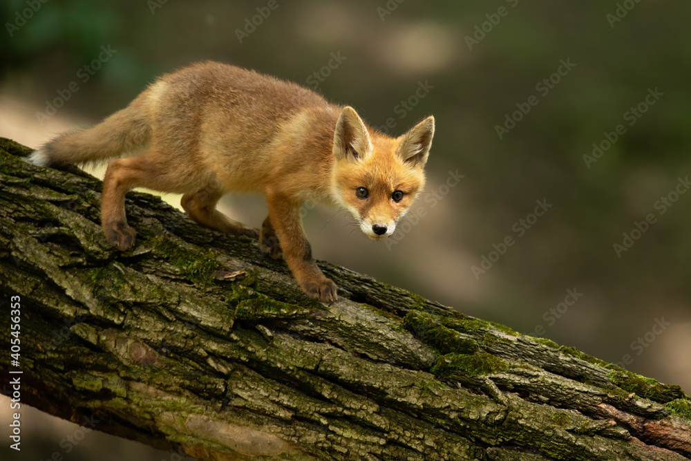 Fototapeta premium Young red fox, vulpes vulpes, walking on tree in summertime nature. Little orange mammal moving on trunk in wilderness. Baby predator going on wood from side.