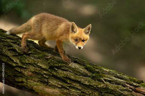 Young red fox, vulpes vulpes, walking on tree in summertime nature. Little orange mammal moving on trunk in wilderness. Baby predator going on wood from side. © WildMedia