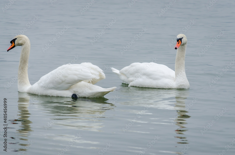 Swans in the tributary of the Danube in winter Swans in the tributary of the Danube in winter