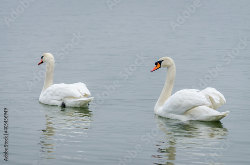 Swans in the tributary of the Danube in winter 