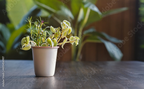 Plant pot with sunlight on table