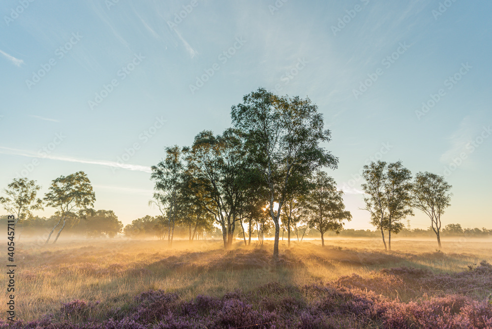 Nature at sunrise