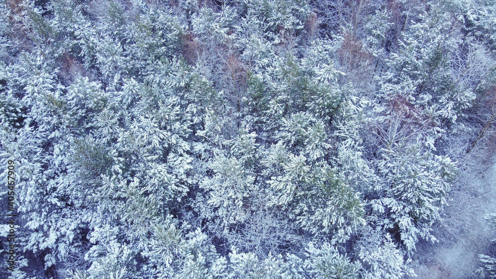 Obraz premium Landscape with snowy forest with dense young fir trees covered with snow.