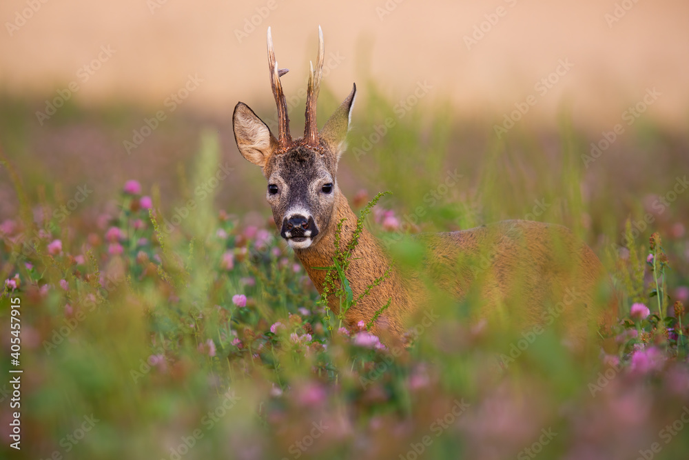 Hidden roe deer, capreolus capreolus, buck looking from blooming clover field in summer nature. Male mammal with big antlers facing camera on green field with wildflowers.