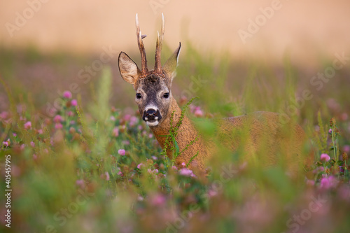 Obraz na płótnie Hidden roe deer, capreolus capreolus, buck looking from blooming clover field in summer nature. Male mammal with big antlers facing camera on green field with wildflowers. w salonie