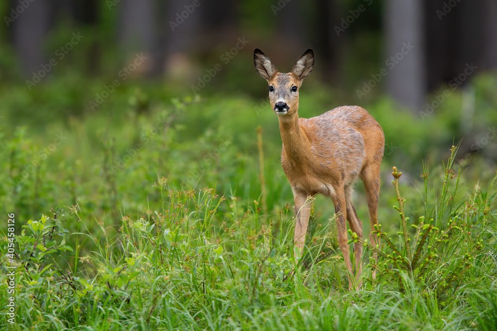 Cute roe deer, capreolus capreolus, doe looking into camera inside spring forest with copy space. Front view of female mammal with orange fur standing on a glade with fresh growing grass.