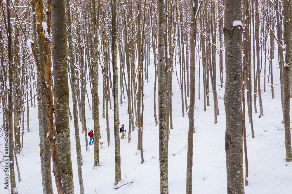 Fototapeta premium Splitboard and Ski touring Concept. Uphill in a line in the mountains forest woods. Two friends in the mountain forest. Split boarding in the forest, on white powder day. Winter hike and travel.