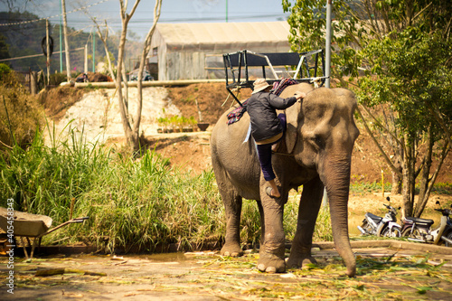 Photography elephants and man
