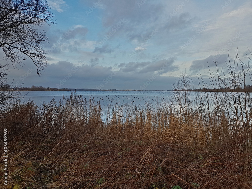 Lake at Reeuwijk Netherlands with thousands of ducks in far distance behind reed