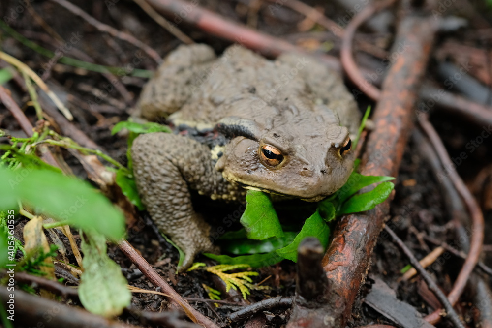 ヒキガエル。frog in a mud, summer time Tokyo Japan ヒキガエル。frog in a mud, summer time Tokyo Japan