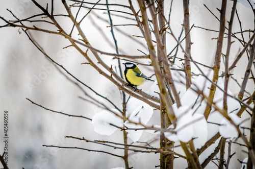 Bird titmouse in the winter garden on a tree in the village