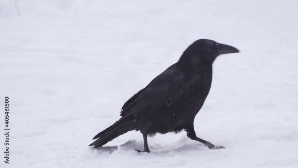 Bird - Black Raven (Corvus corax) in winter time. Looking for something to eat. Bird - Black Raven (Corvus corax) in winter time. Looking for something to eat.