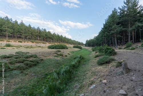 pine forest in Sierra Nevada in southern Spain