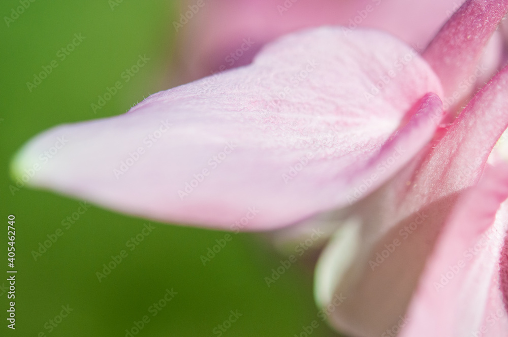 close up of pink Columbine flower petal