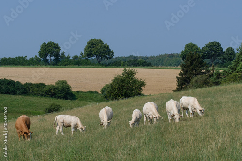 Weiße Rinder / Kühe (Charolais) auf der Wiese im grünen Gras in einer sommerlichen Landschaft mit blauem Himmel
