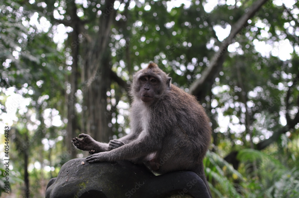 Obraz premium monkey