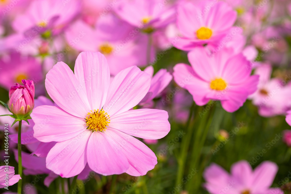 Pink cosmos flowers in the garden Pink cosmos flowers in the garden
