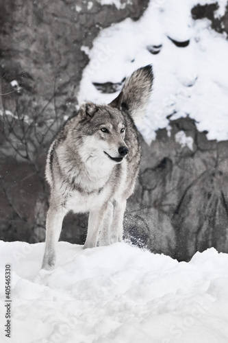 Wolf on the background of rock paintings. wolf walks through the snow