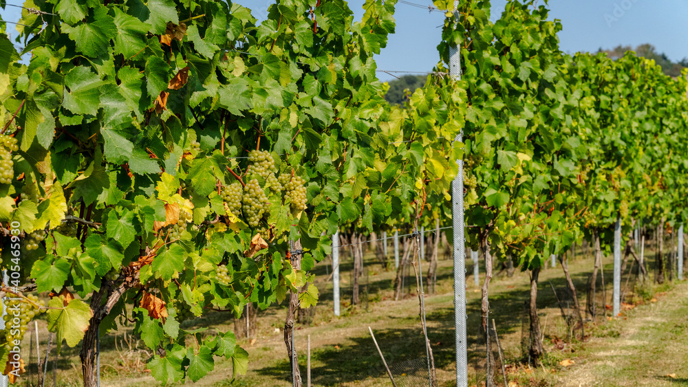 Green Grape Bunches on Sunny Vineyard Green Grape Bunches on Sunny Vineyard