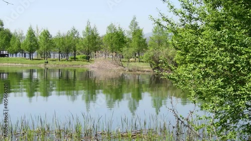 Beautiful water garden scenery with green leaves reflected in the water in spring