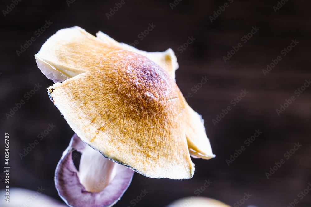 The Mexican magic mushroom is a psilocybe cubensis, whose main active elements are psilocybin and psilocin - Mexican Psilocybe Cubensis. An adult mushroom raining spores The Mexican magic mushroom is a psilocybe cubensis, whose main active elements are psilocybin and psilocin - Mexican Psilocybe Cubensis. An adult mushroom raining spores