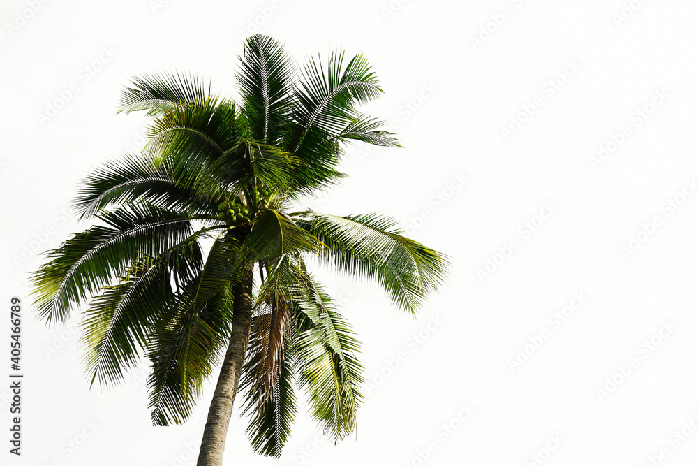Obraz premium Coconut palm tree tall trunk on isolated background