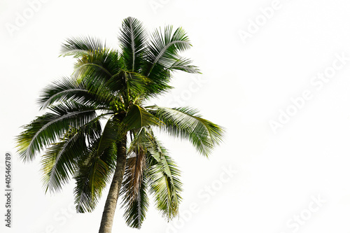 Coconut palm tree tall trunk on isolated background © louisnina