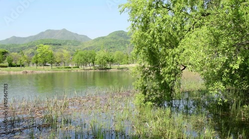 Beautiful water garden scenery with green leaves reflected in the water in spring
