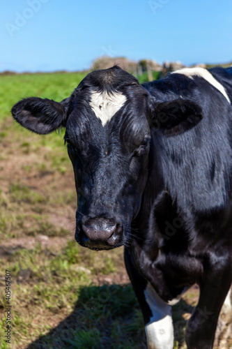 Holstein Friesian cow face portrait in a dairy agricultural livestock pasture field with a blue sky, stock photo image