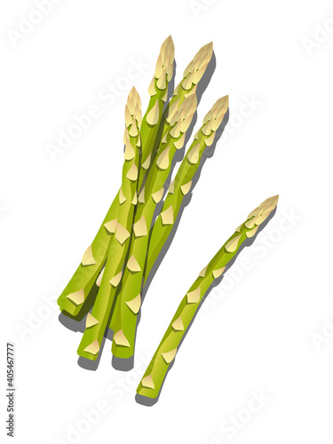 Bright vector illustration of colorful asparagus vegetables- farm product for restaurant menu, market - on a white background top view used for magazine, book, poster, card, menu cover, web pages
